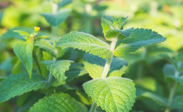 Herb Highlight: Mint