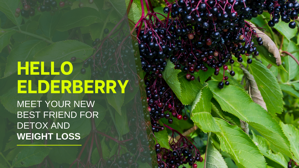 Elderberries: Your New Best Friend for Detox and Weight Management